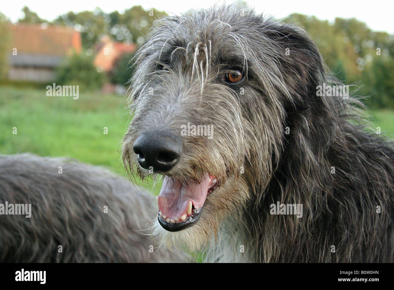 Irish Wolfhound (Canis familiaris). Portrait of adult dog Stock Photo