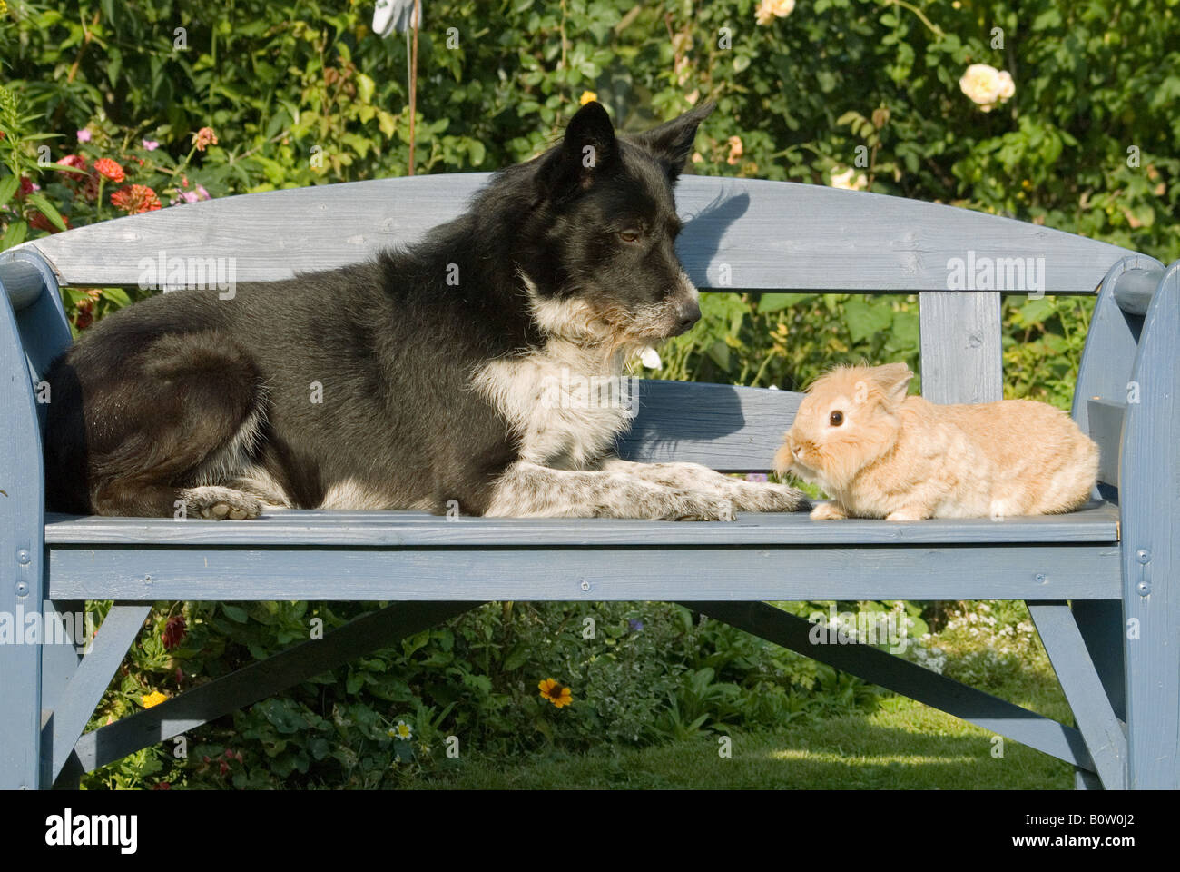Dog rabbit hybrid hires stock photography and images Alamy