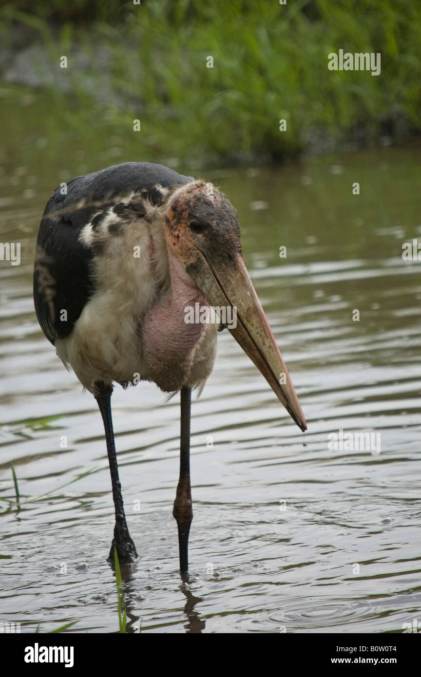 A maribou stork walking in the shallow waters Stock Photo