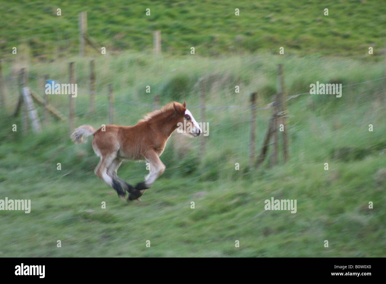 Foal Running in Field near St Athan Vale Stock Photo
