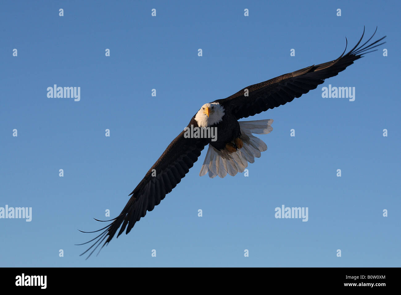 Bald Eagle (Haliaeetus leucocephalus). Adult in flight Stock Photo