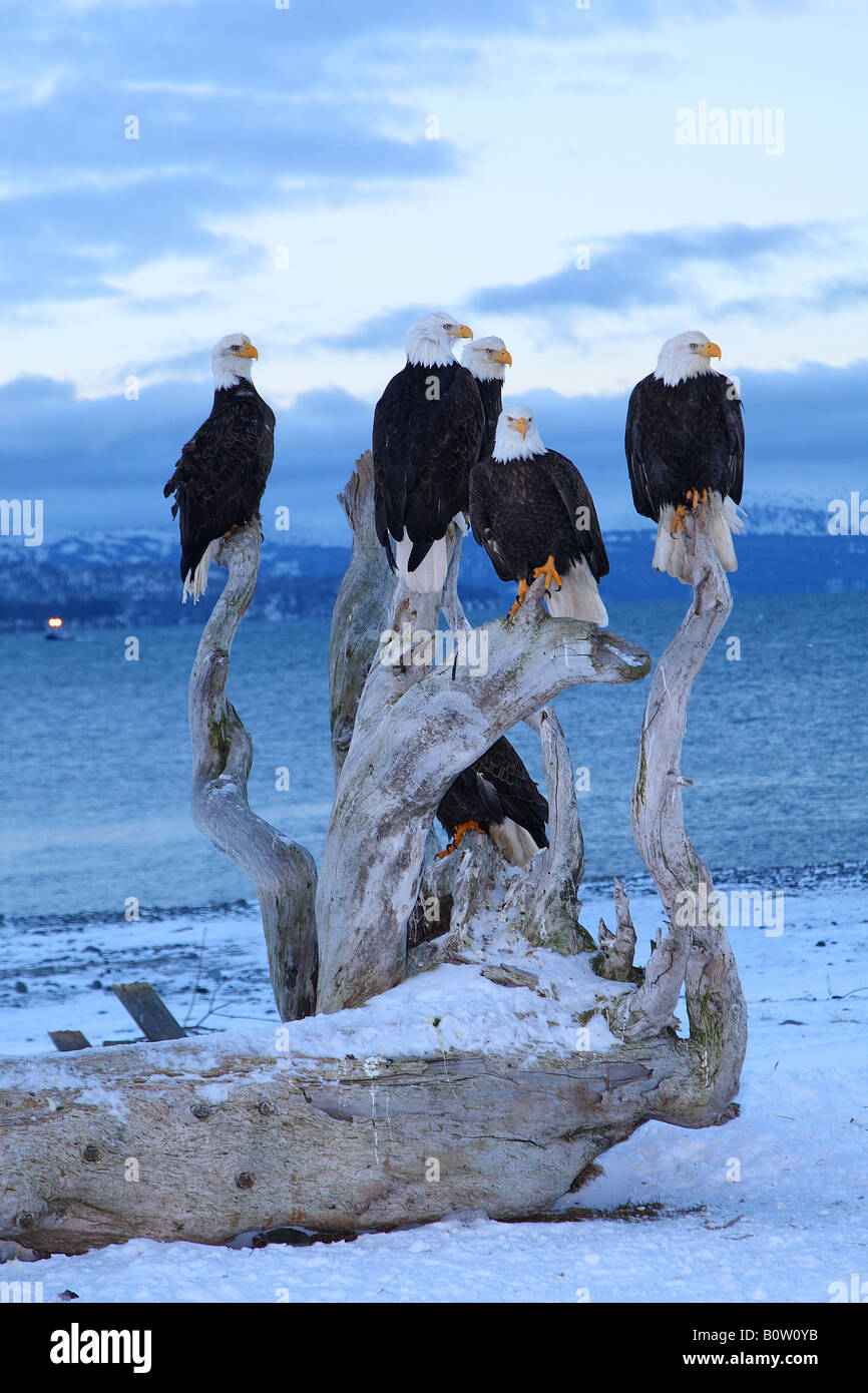 five Bald eagles - winter / Haliaeetus leucocephalus Stock Photo