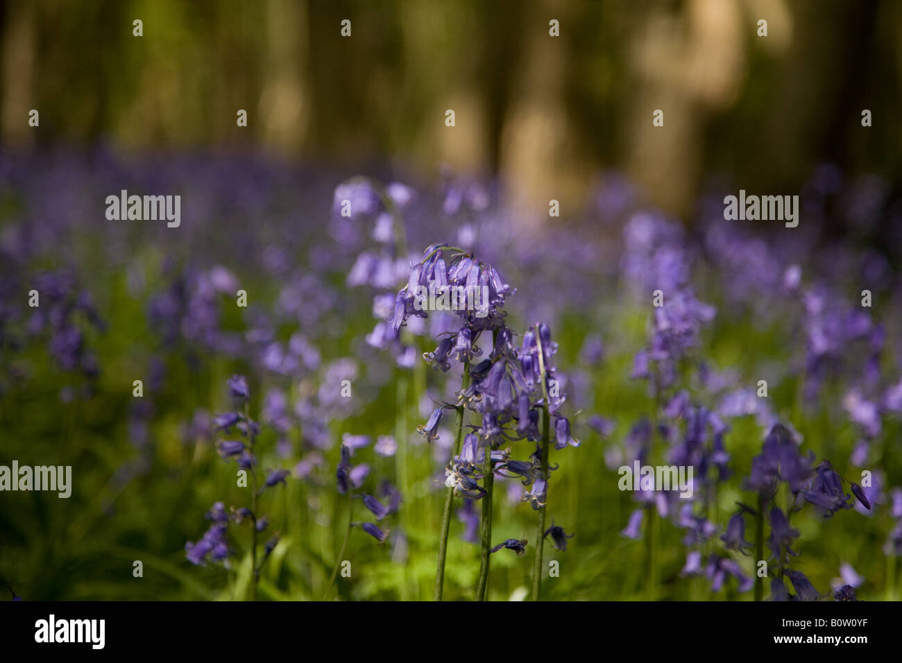 Bluebells in East Sussex, England Stock Photo