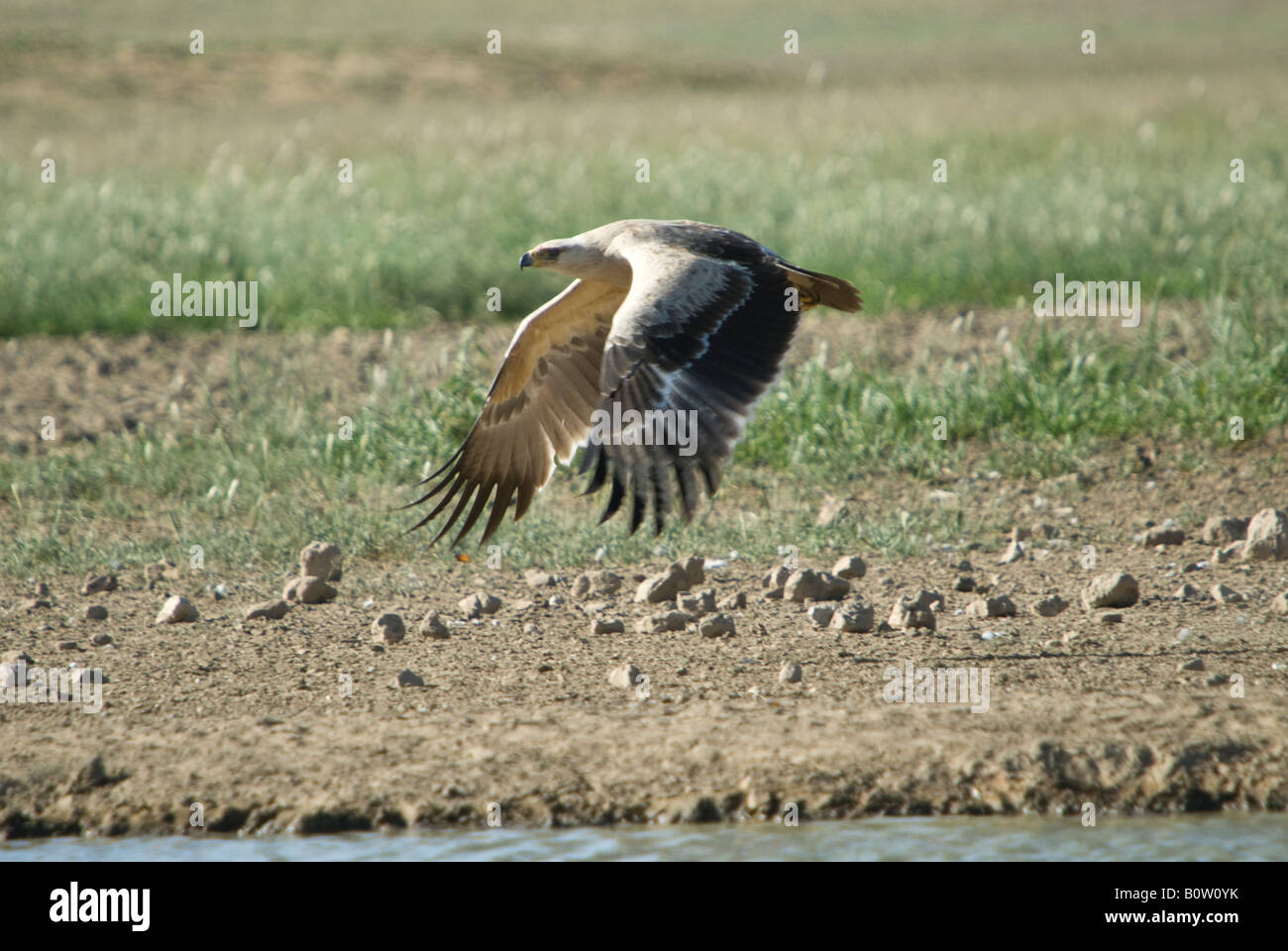 A tawny eagle in flight above a waterhole in the Kalahari Stock Photo