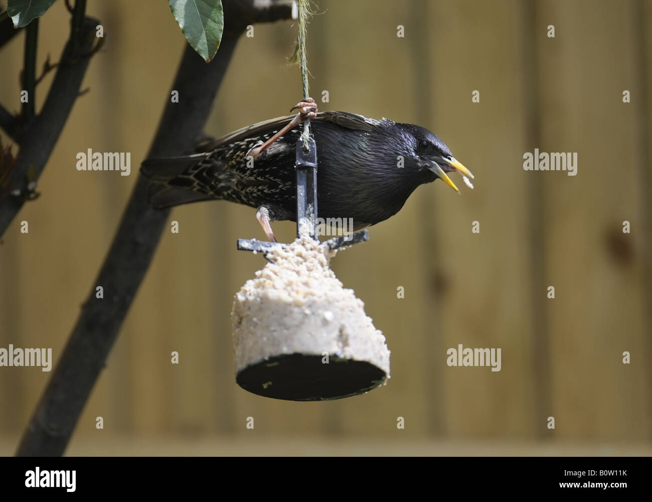A starling Sturnus vulgaris feeding on a fat ball containing insects in a garden UK Stock Photo