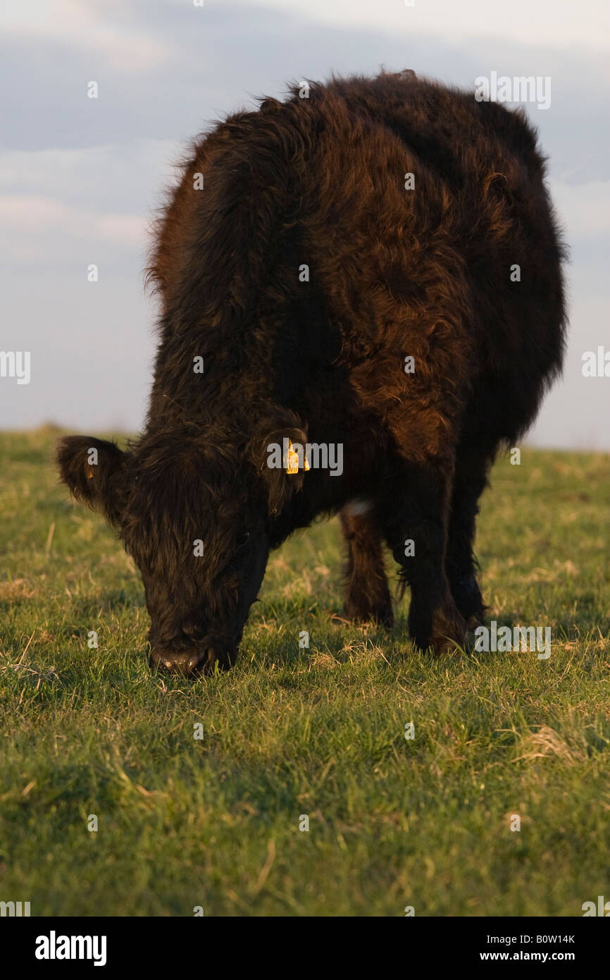 Galloway cow grazing grass field Stock Photo