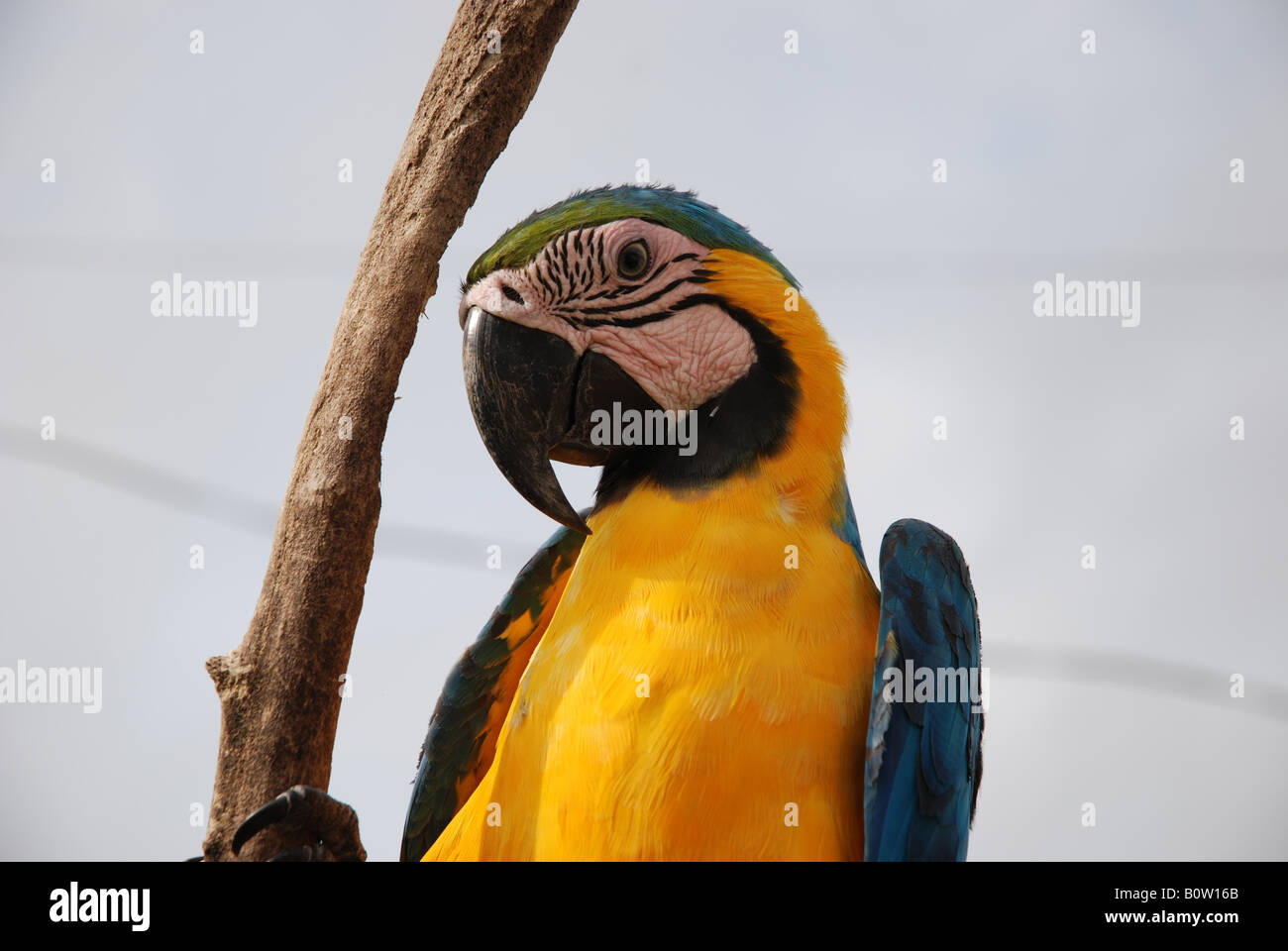 Ara Ararauna bleu et or perroquet de Guyane de la forêt tropicale amazonienne-blue and gold parrot from french Guyana oiseau Stock Photo