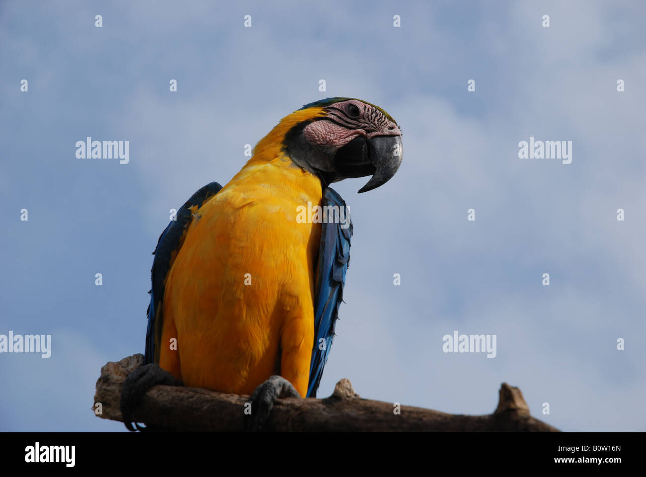 Ara Ararauna bleu et or perroquet de Guyane de la forêt tropicale amazonienne-blue and gold parrot from french Guyana oiseau Stock Photo