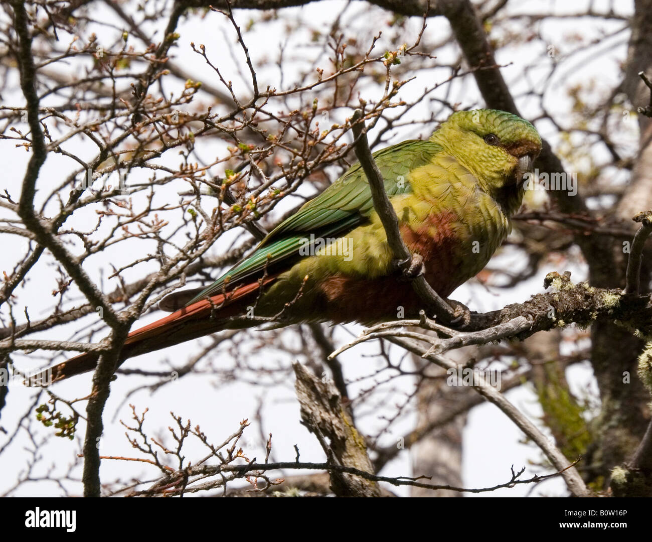 Austral Conure (enicognathus ferrugineus ferrugine), Patagonia, Chile