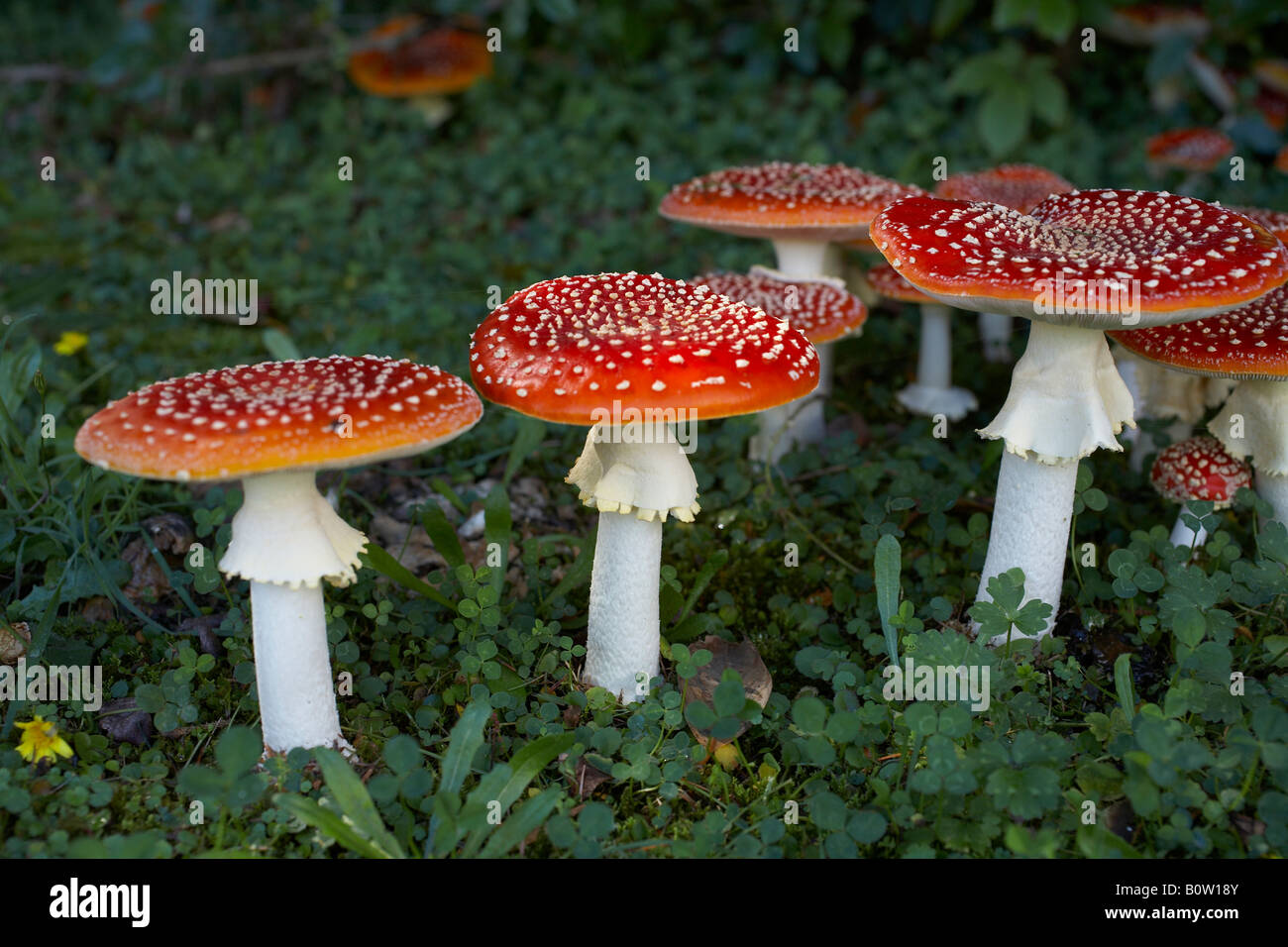 Fly agaric toadstool on an autumn day Stock Photo