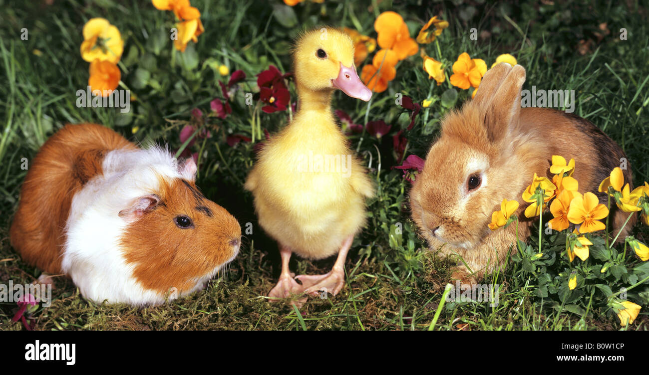 animal friendship guinea pig , duckling and dwarf rabbit Stock Photo