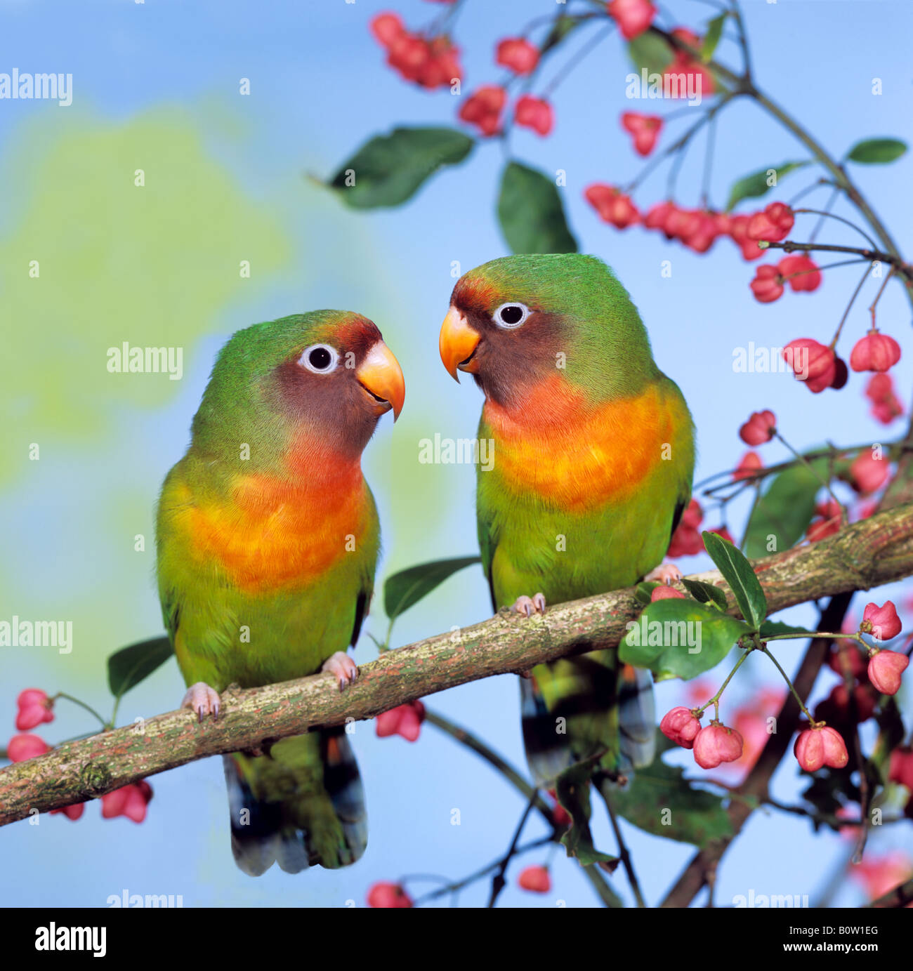 Two mixed-breed (Black-cheeked Lovebird x peach-faced lovebird) adults perched on a twig Stock Photo
