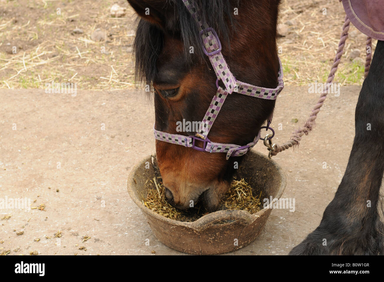 Purple bucket horse feeding hires stock photography and images Alamy