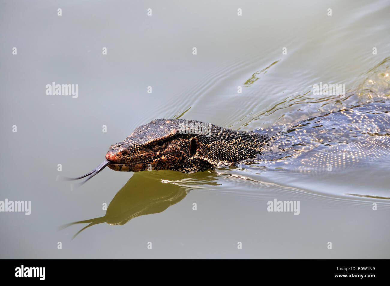 Swimming monitor lizard Stock Photo Alamy