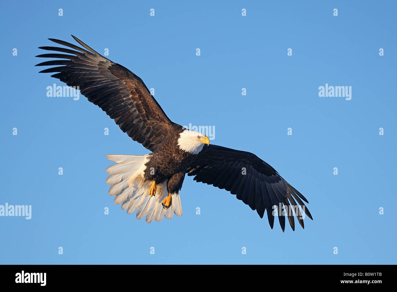 Bald Eagle (Haliaeetus leucocephalus). Adult in flight, USA Stock Photo
