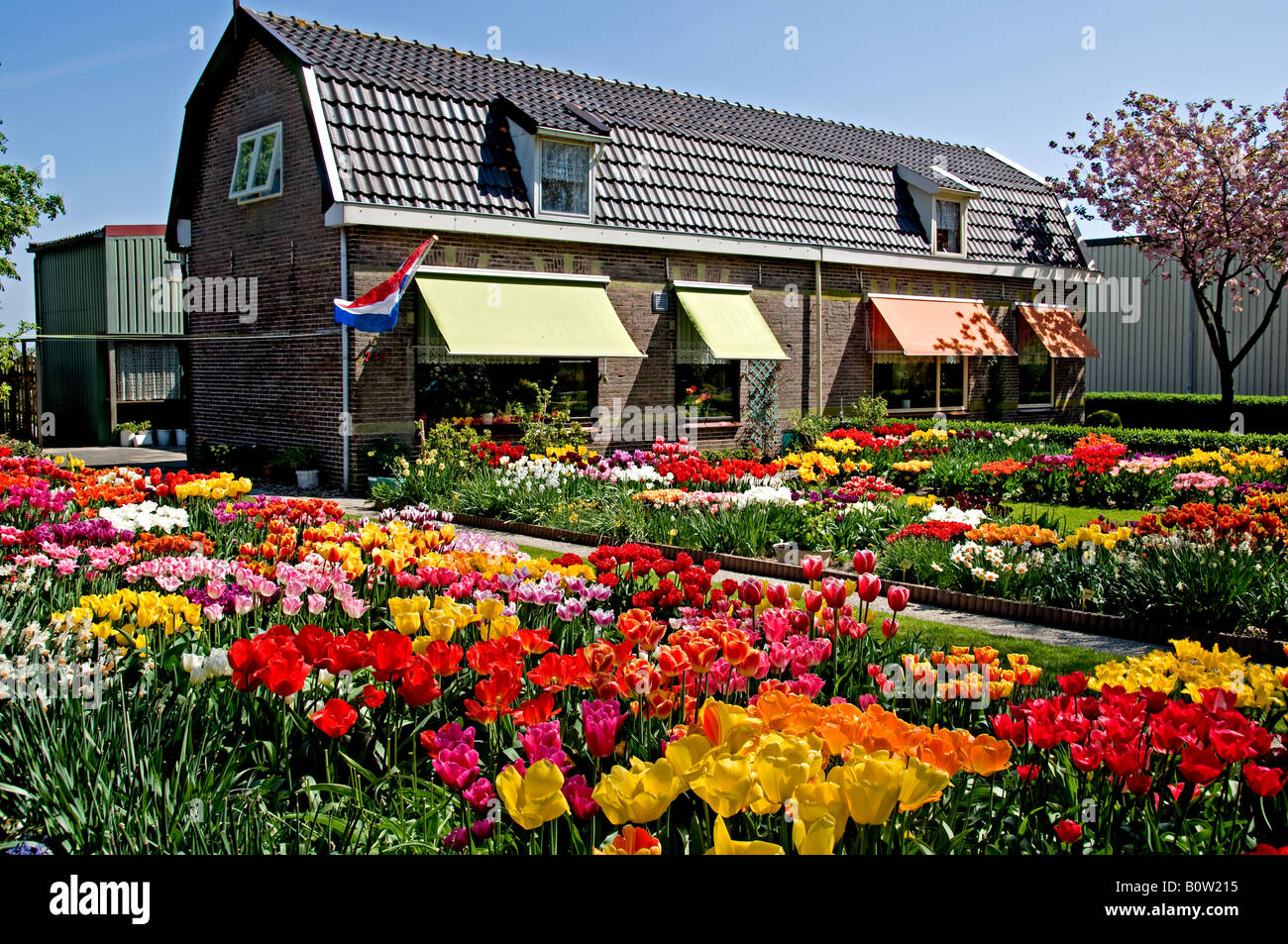 netherlands north holland dutch tulips bulbfields flowers ...