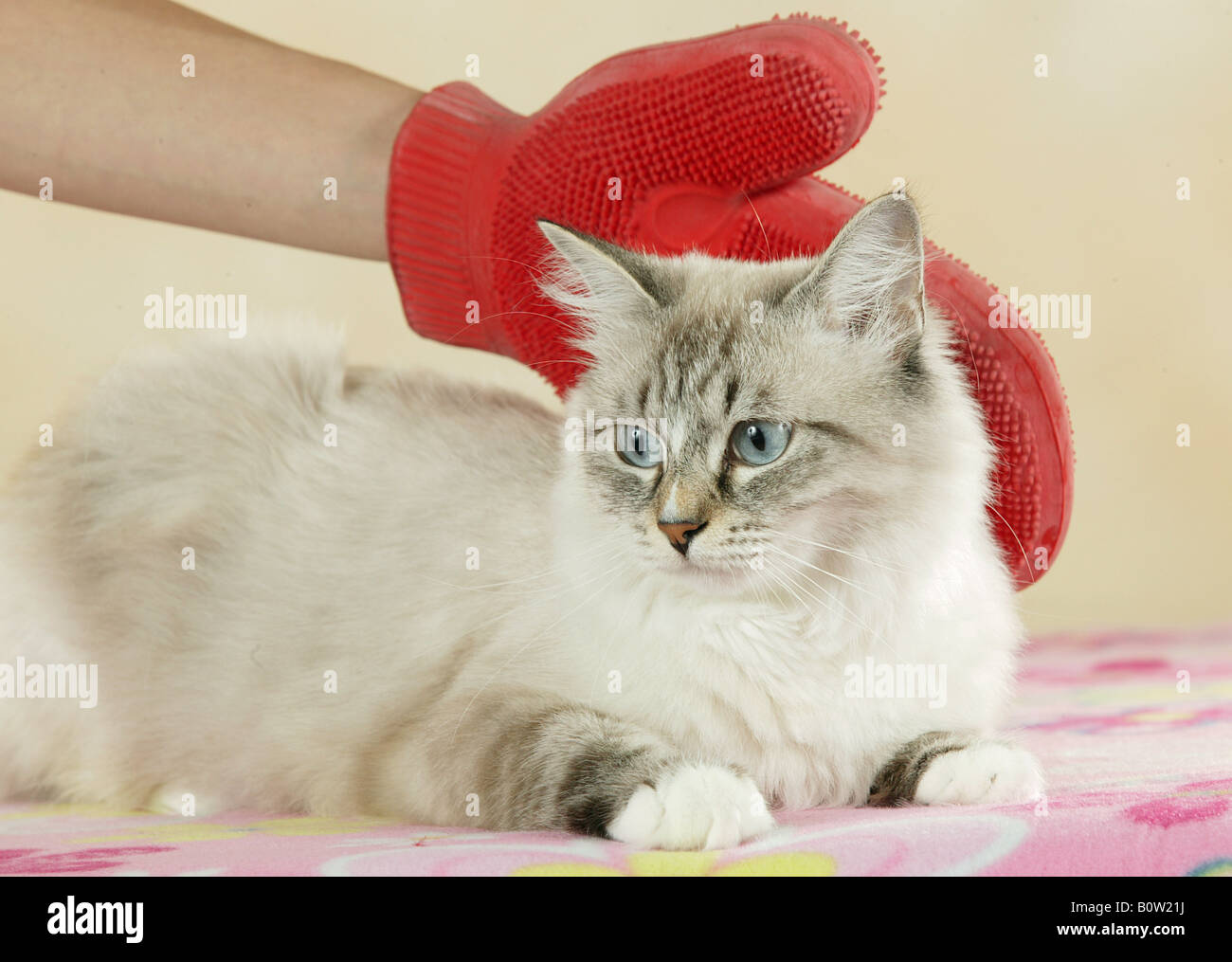 cat being brushed Stock Photo Alamy