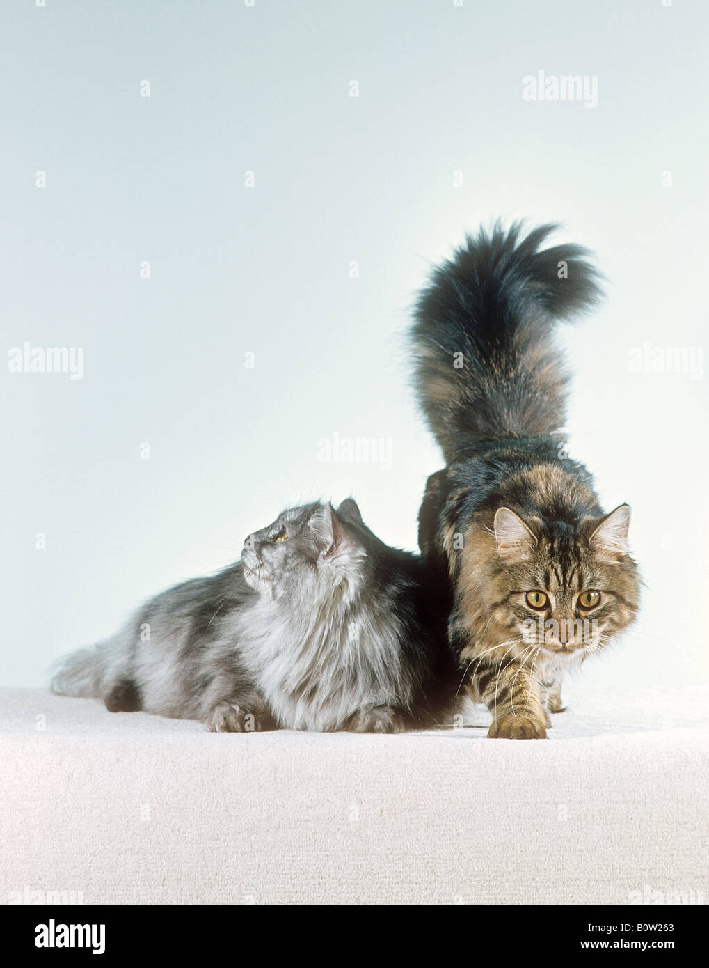 two Norwegian Forest cats Stock Photo