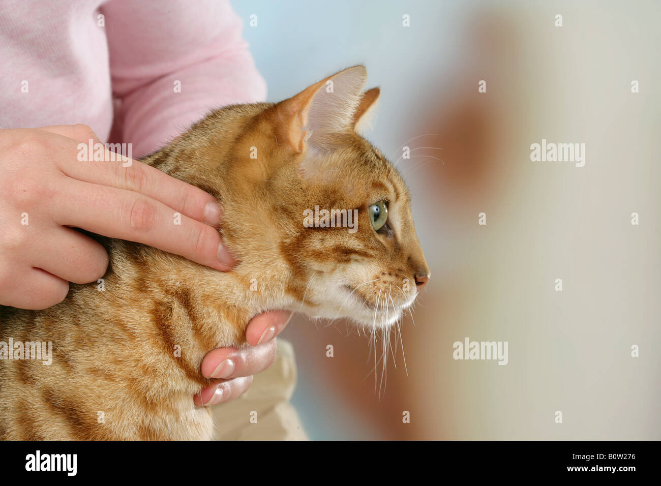 Bengal cat gets examined Stock Photo