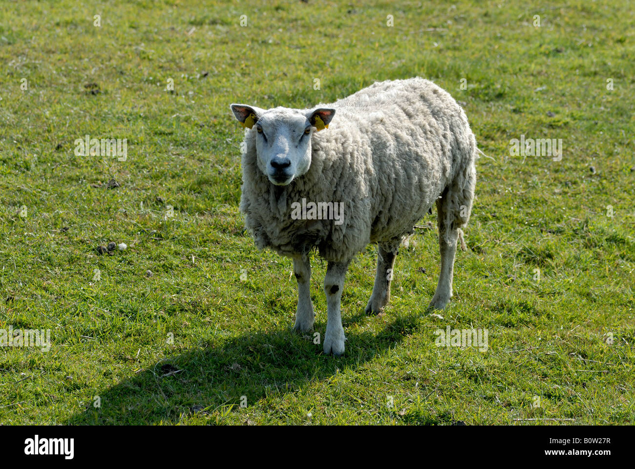 Sheep in a meadow Stock Photo - Alamy