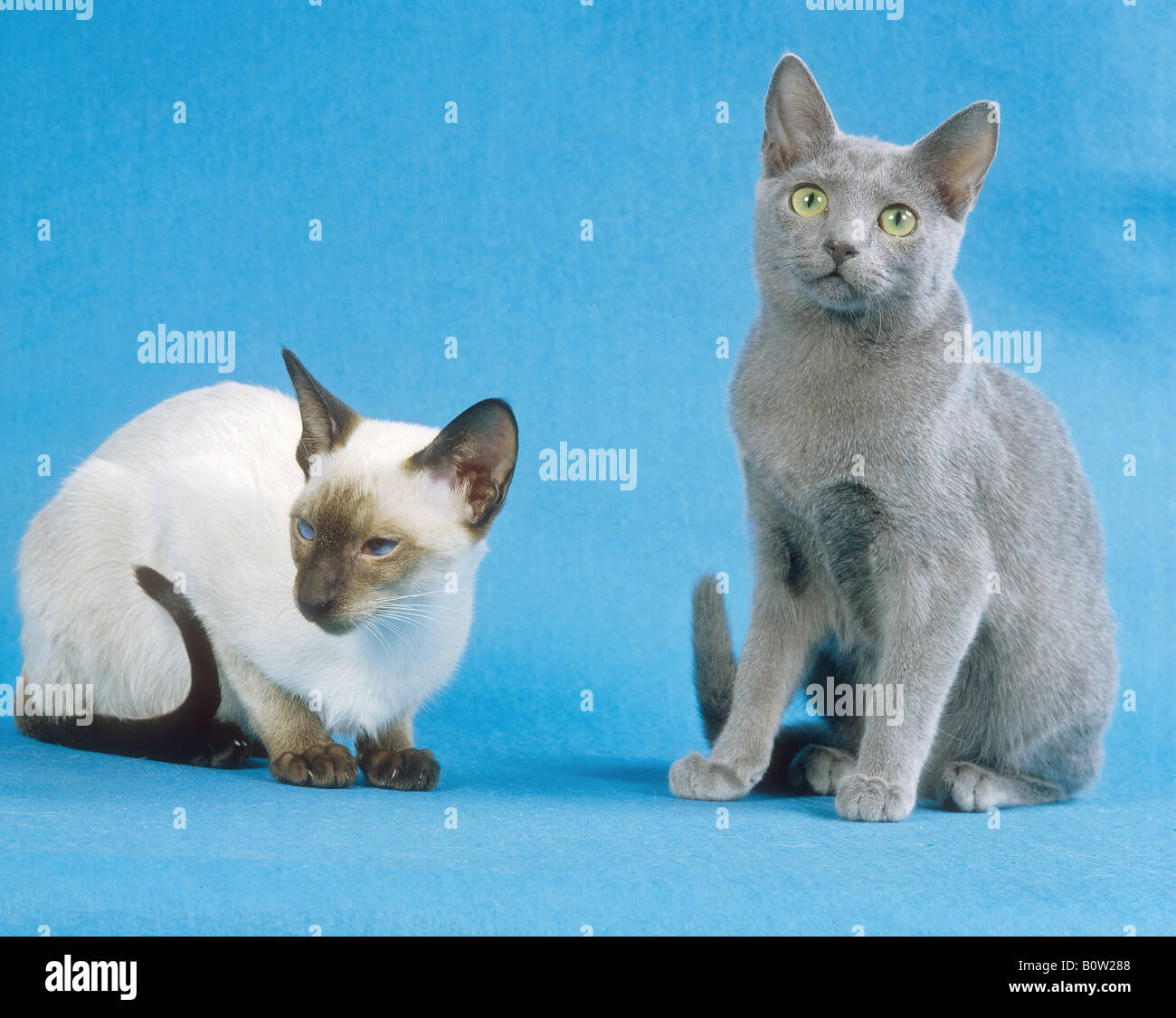 siamese cat and russian blue Stock Photo