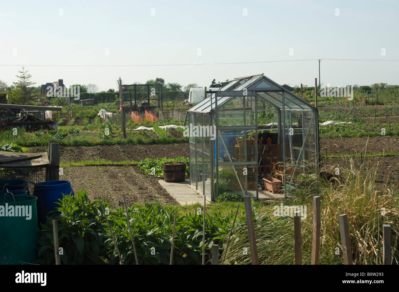 Allotment vegetable gardens and greenhouse, Yorkshire, UK Stock Photo