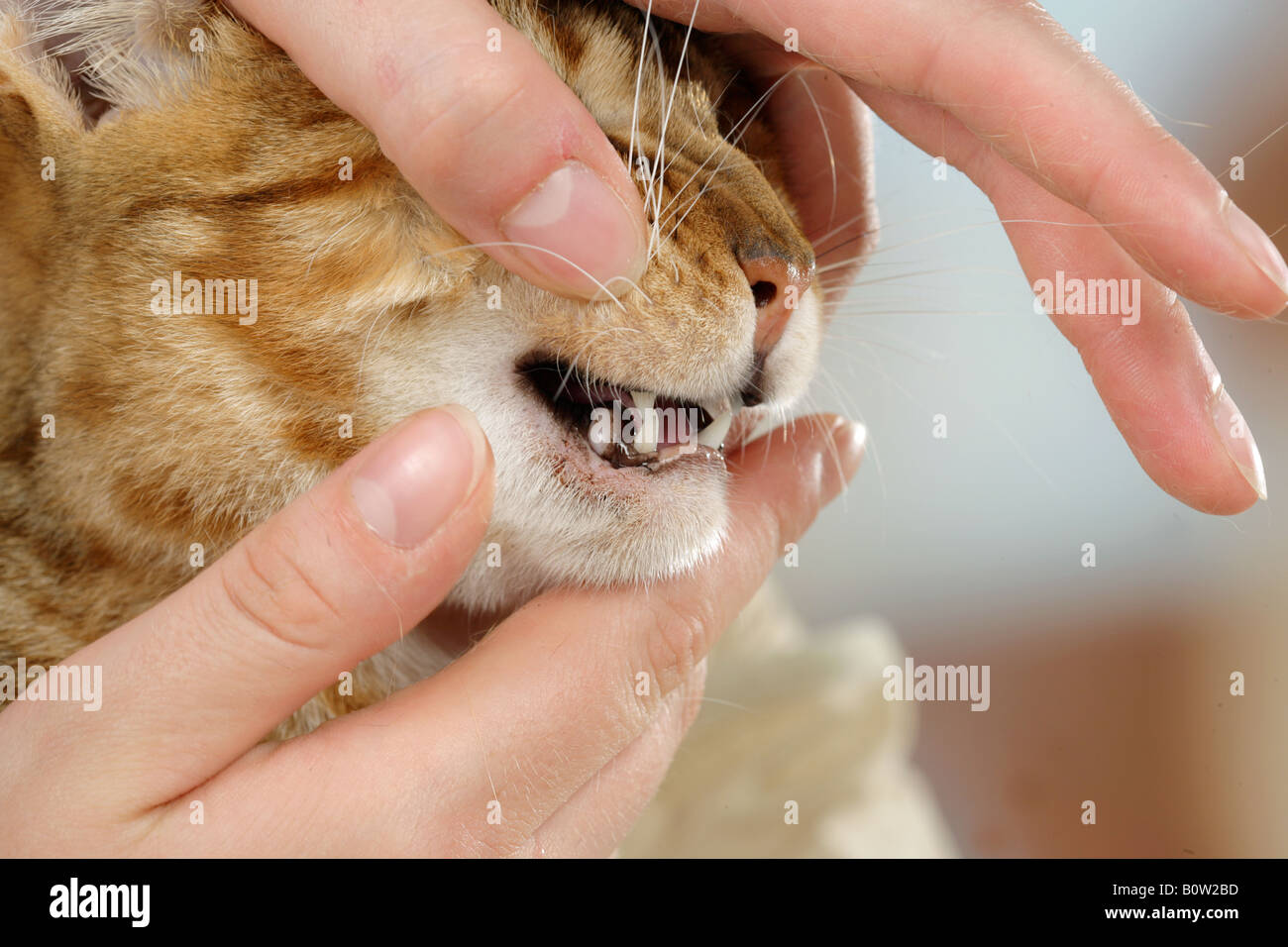 Bengal cat checking teeth Stock Photo Alamy