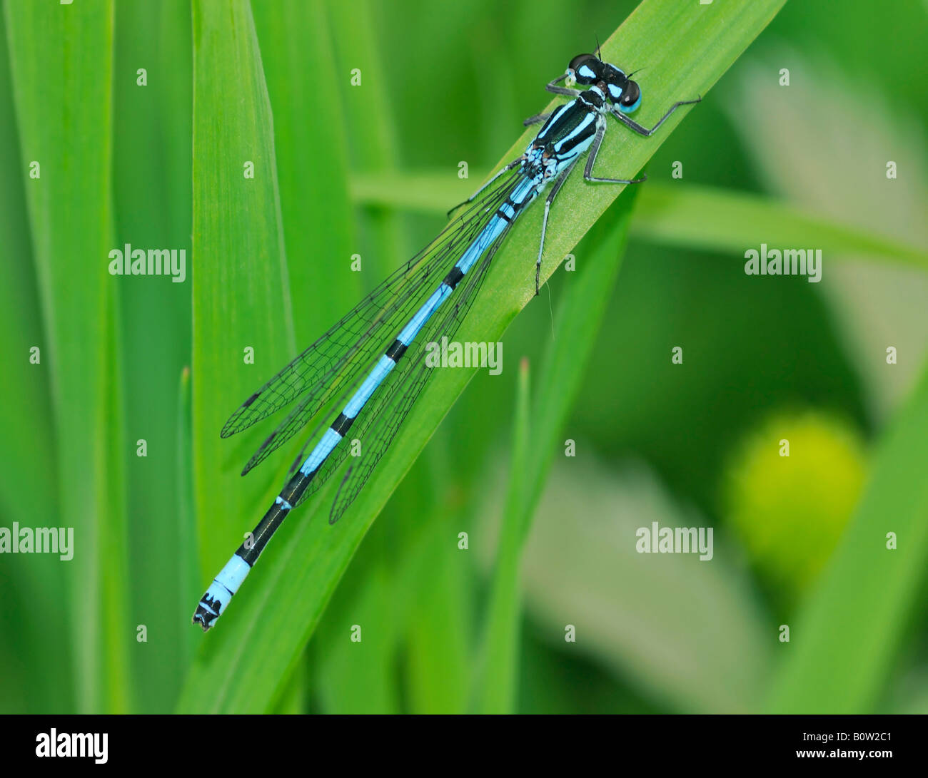 Azure Damselfly Coenagrion puella Male Stock Photo - Alamy