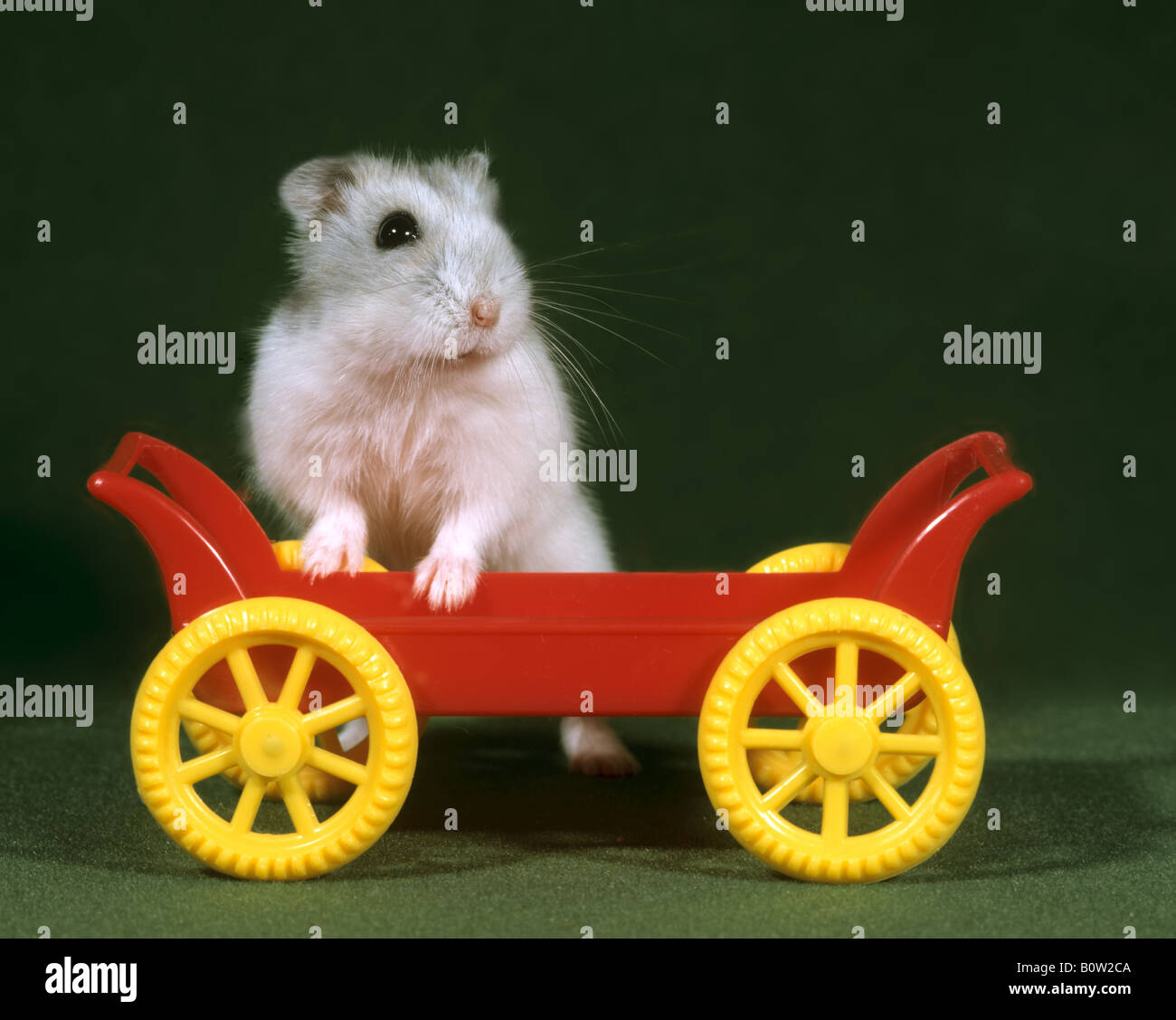 Dzhungarian dwarf hamster at toy Stock Photo Alamy