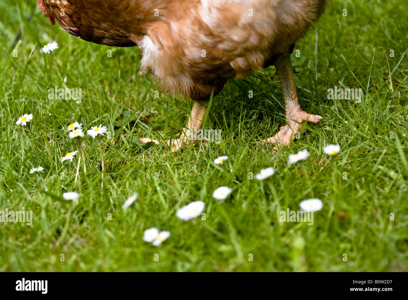 Free range chickens feet wandering in a garden with daisys Stock Photo