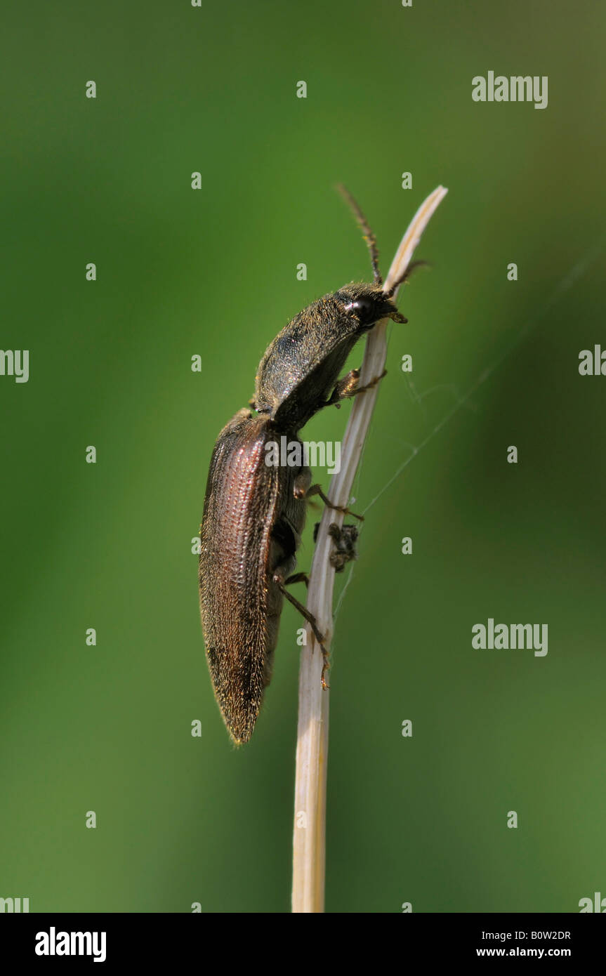 click beetle in house