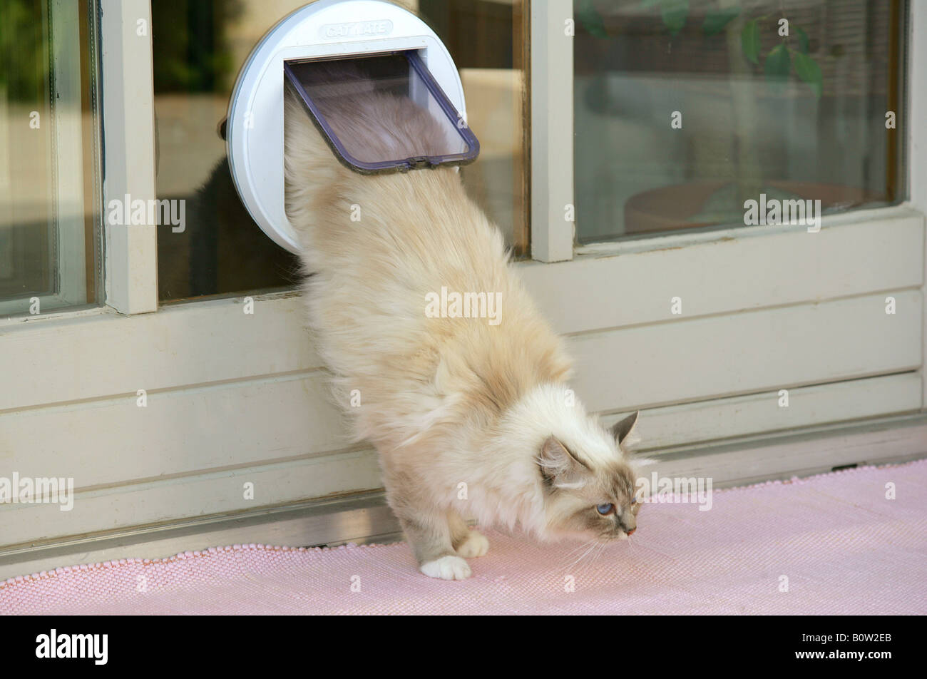 Sacred cat of Burma walking through cat flap Stock Photo