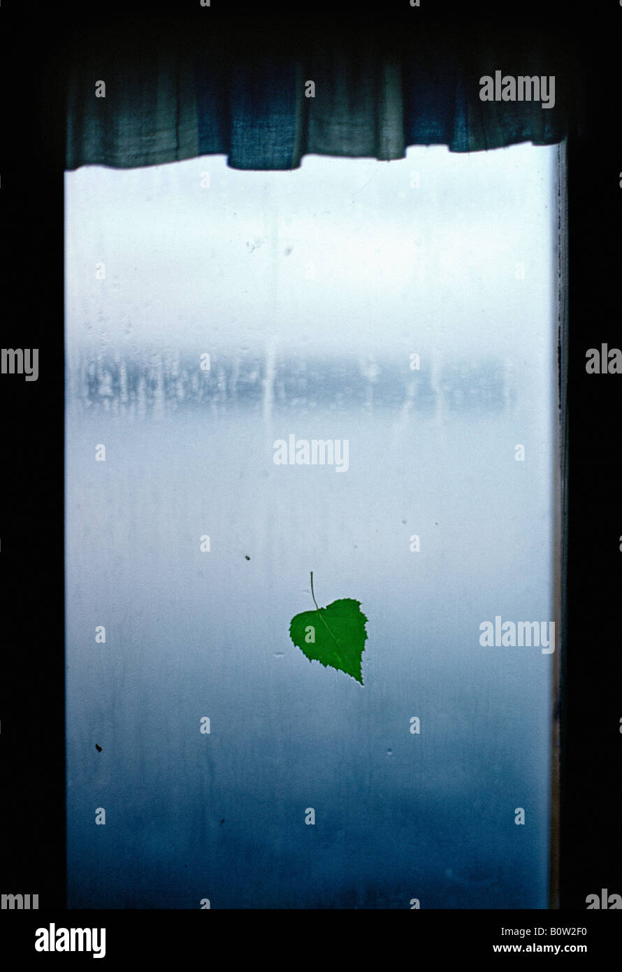 Close up of a birch leaf on the window of sauna Finland Stock Photo Alamy