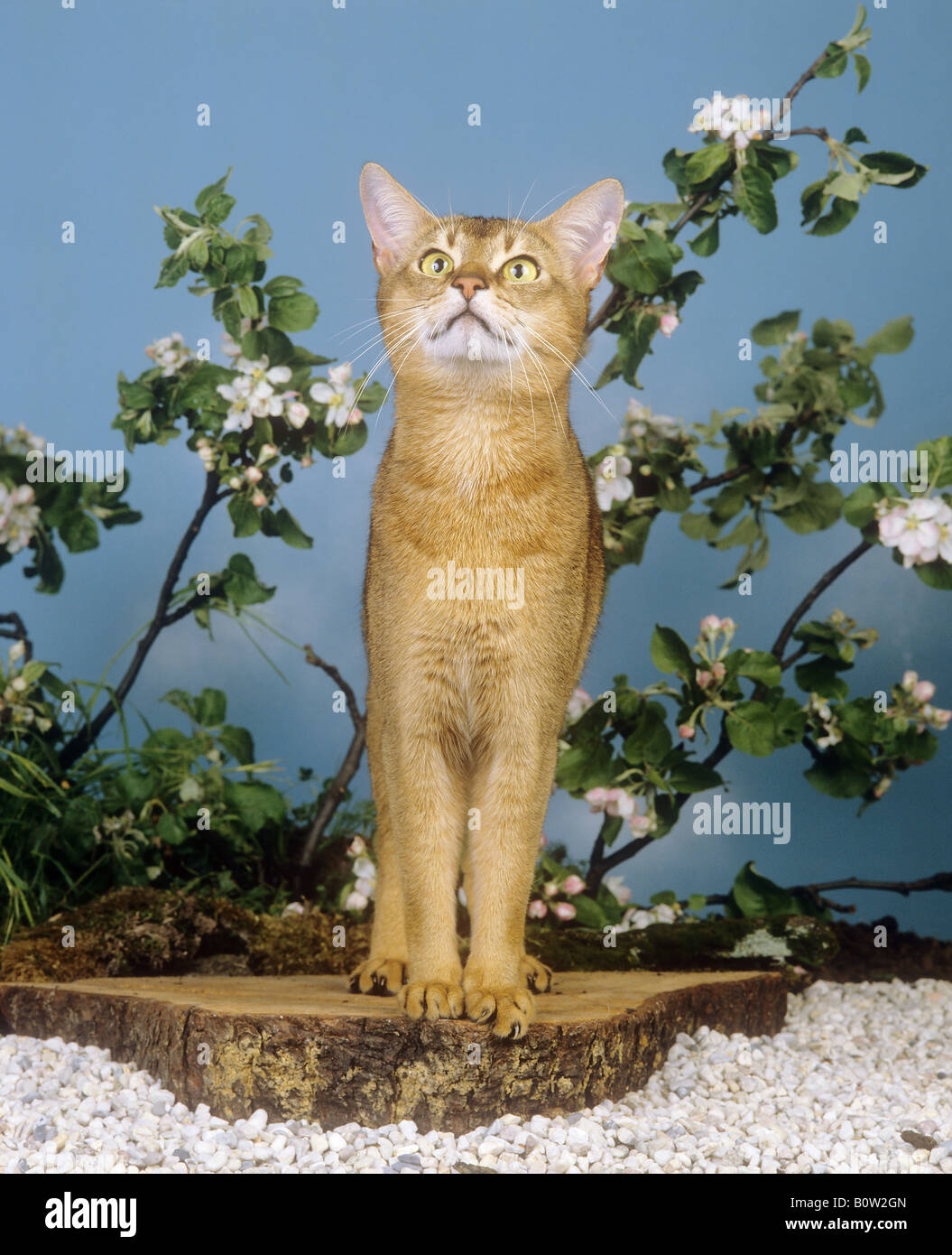 Abyssinian cat - standing Stock Photo
