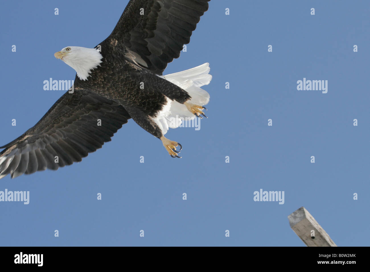 Bald Eagle Haliaeetus leucocephalus In Flight Stock Photo - Alamy