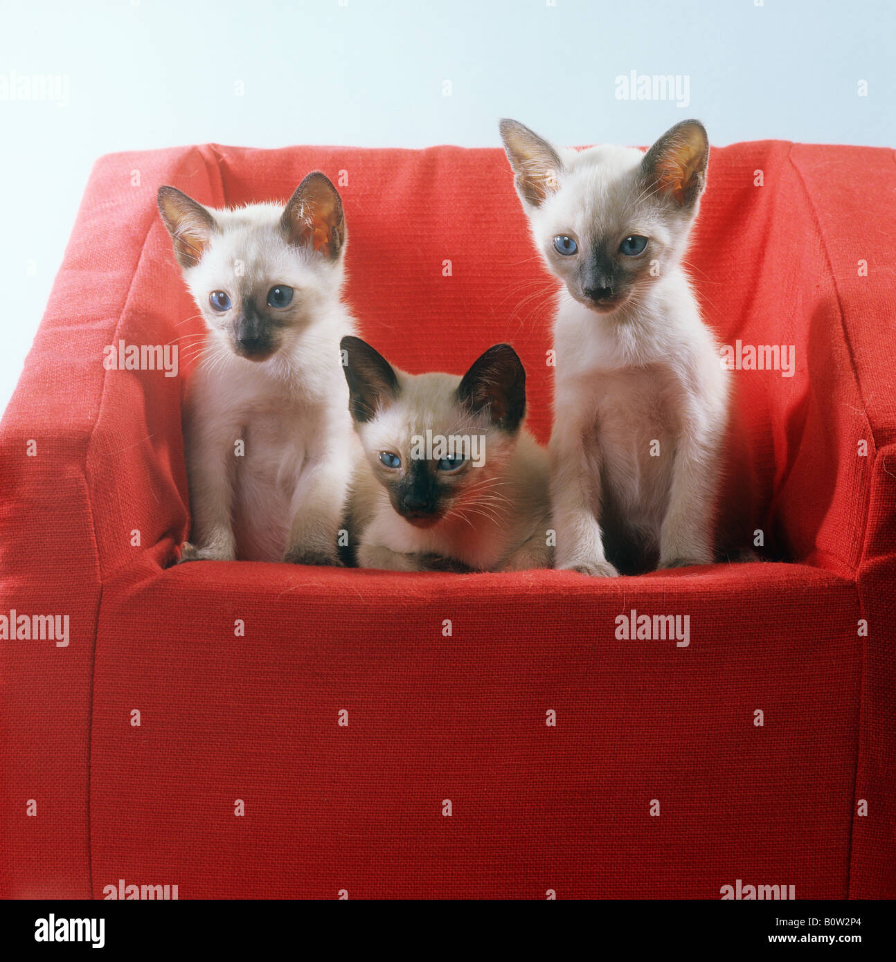 three siamese kitten - on red chair Stock Photo