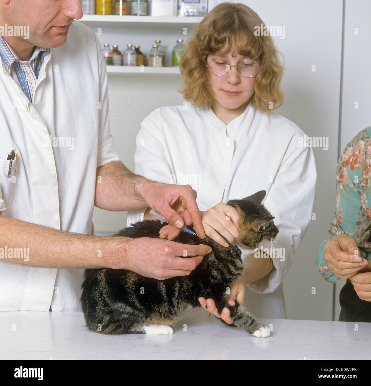 veterinary cat getting injection Stock Photo Alamy