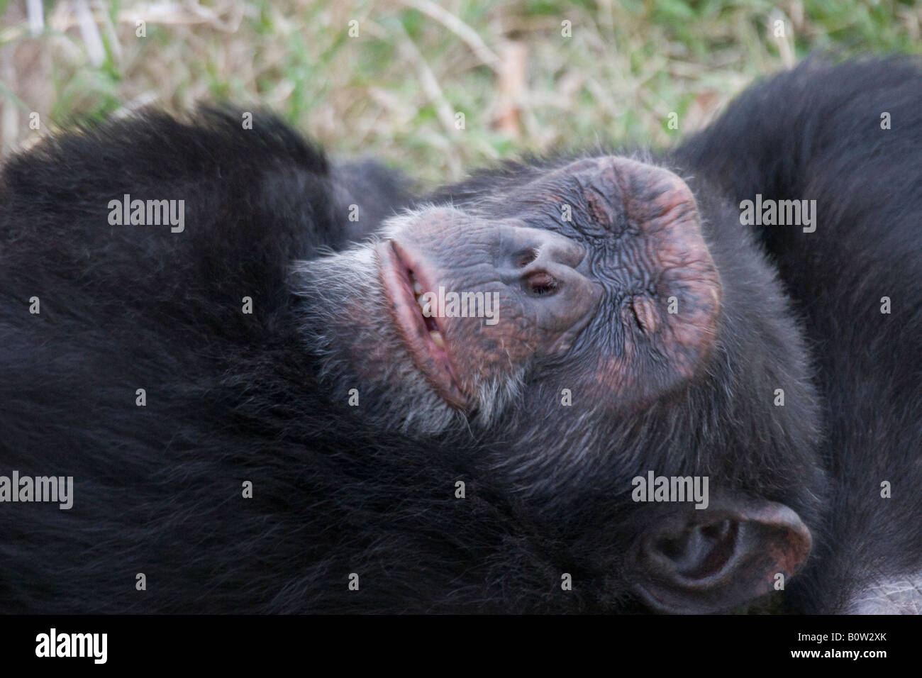 Foto de Sessão Jovem Chimpanzé Simia Troglodytes Na Frente De Um