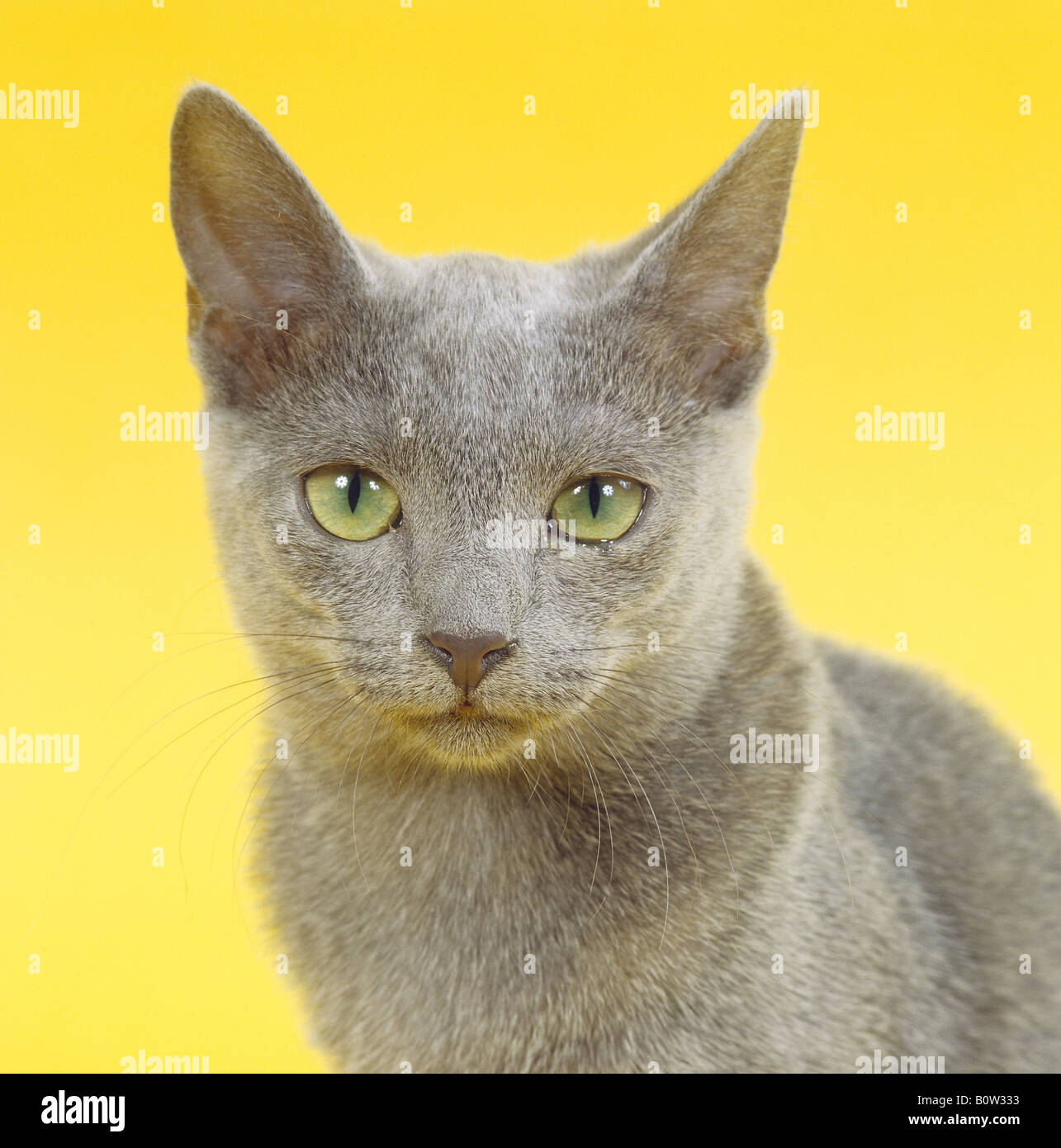 russian blue portrait Stock Photo Alamy