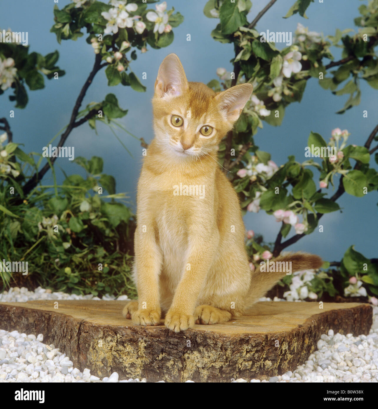 Abyssinian cat - sitting Stock Photo