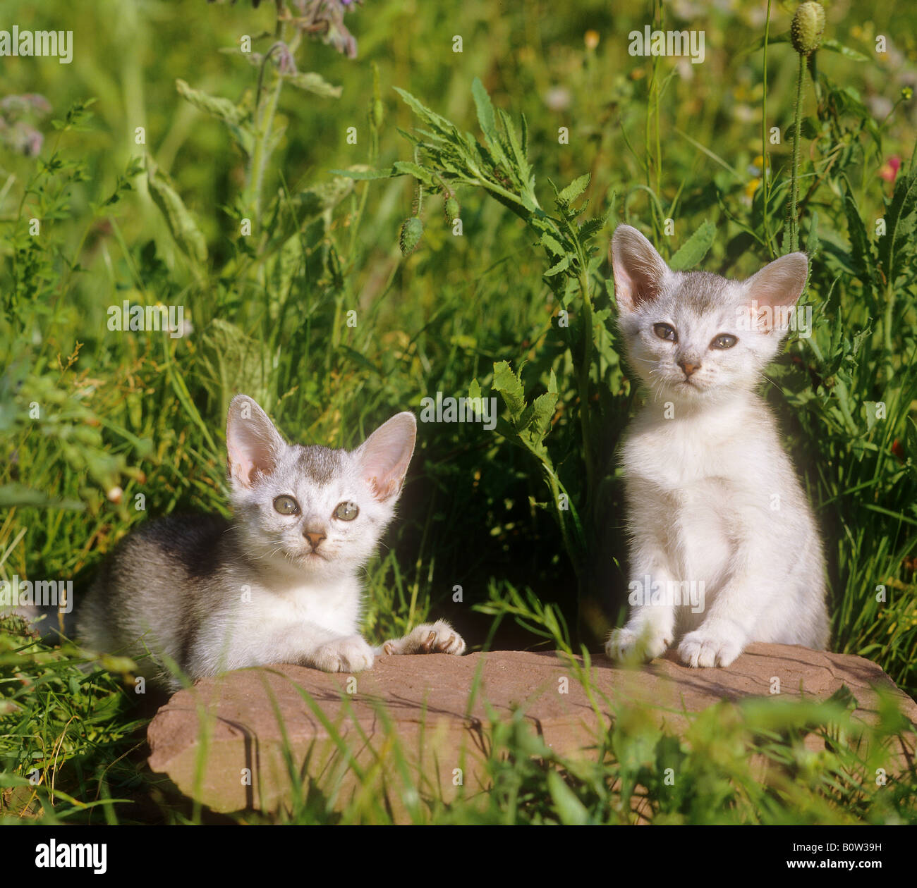 Abyssinian cat - two kitten on meadow Stock Photo