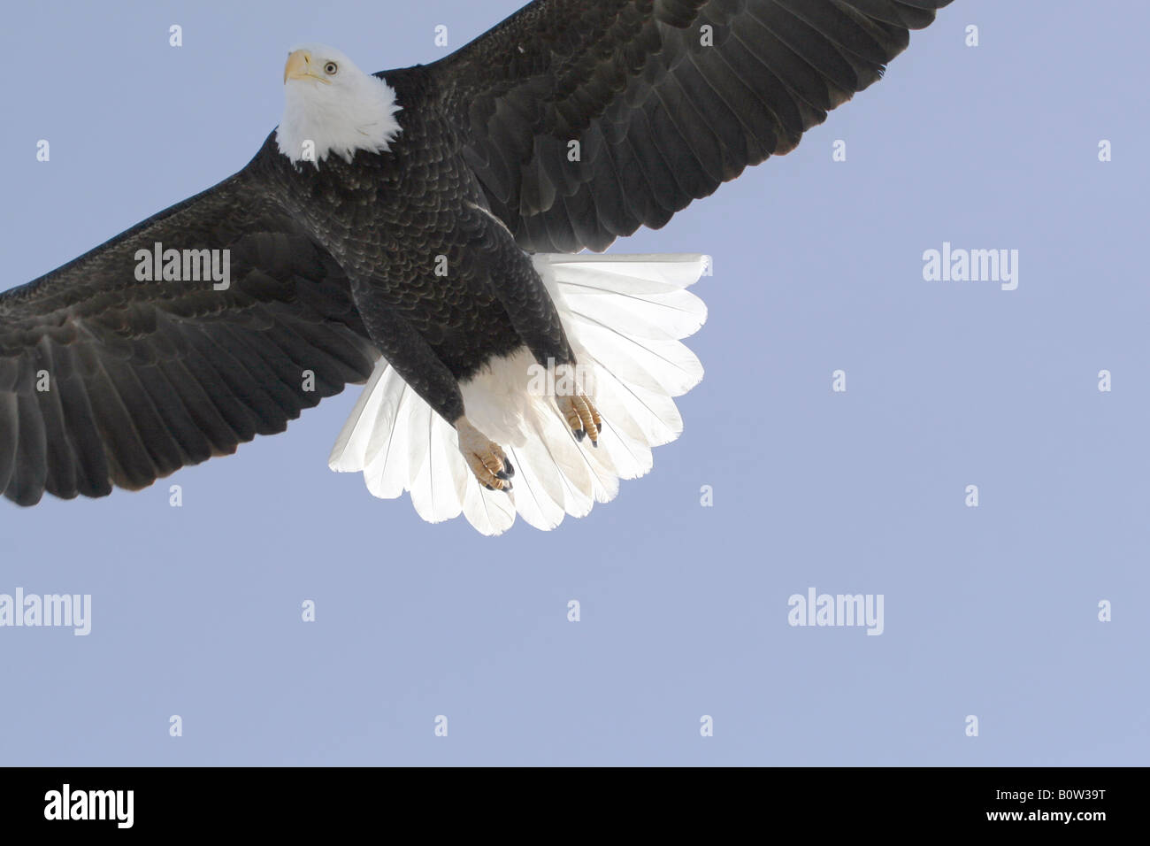 Bald Eagle Haliaeetus leucocephalus In Flight Stock Photo - Alamy