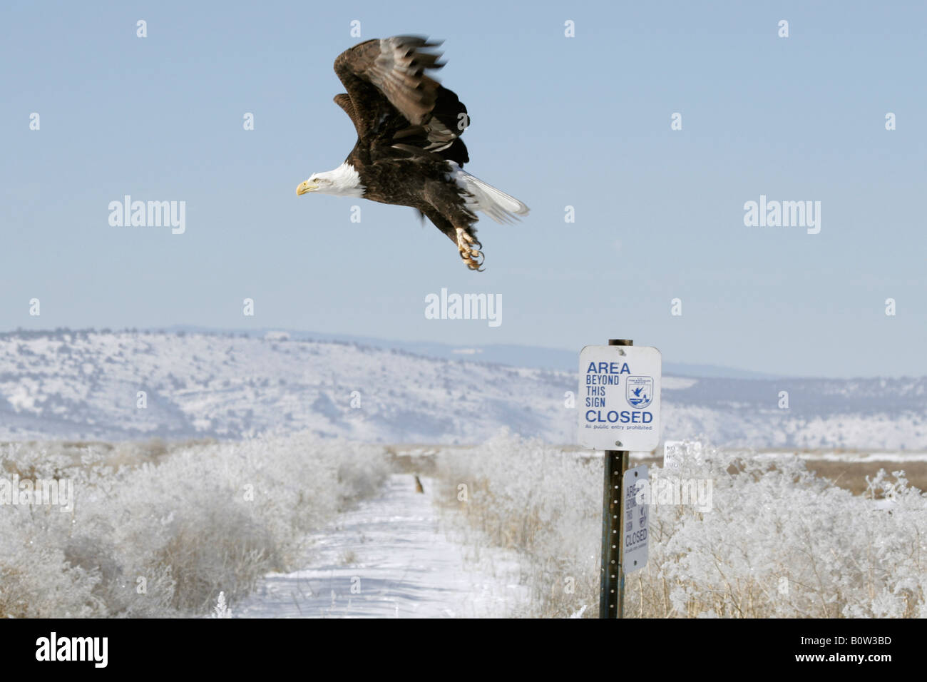 Bald Eagle Haliaeetus leucocephalus In Flight Stock Photo - Alamy