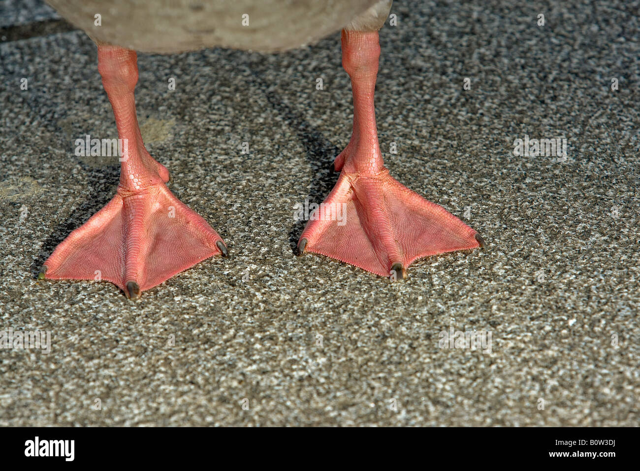 greylag goose feet Stock Photo Alamy