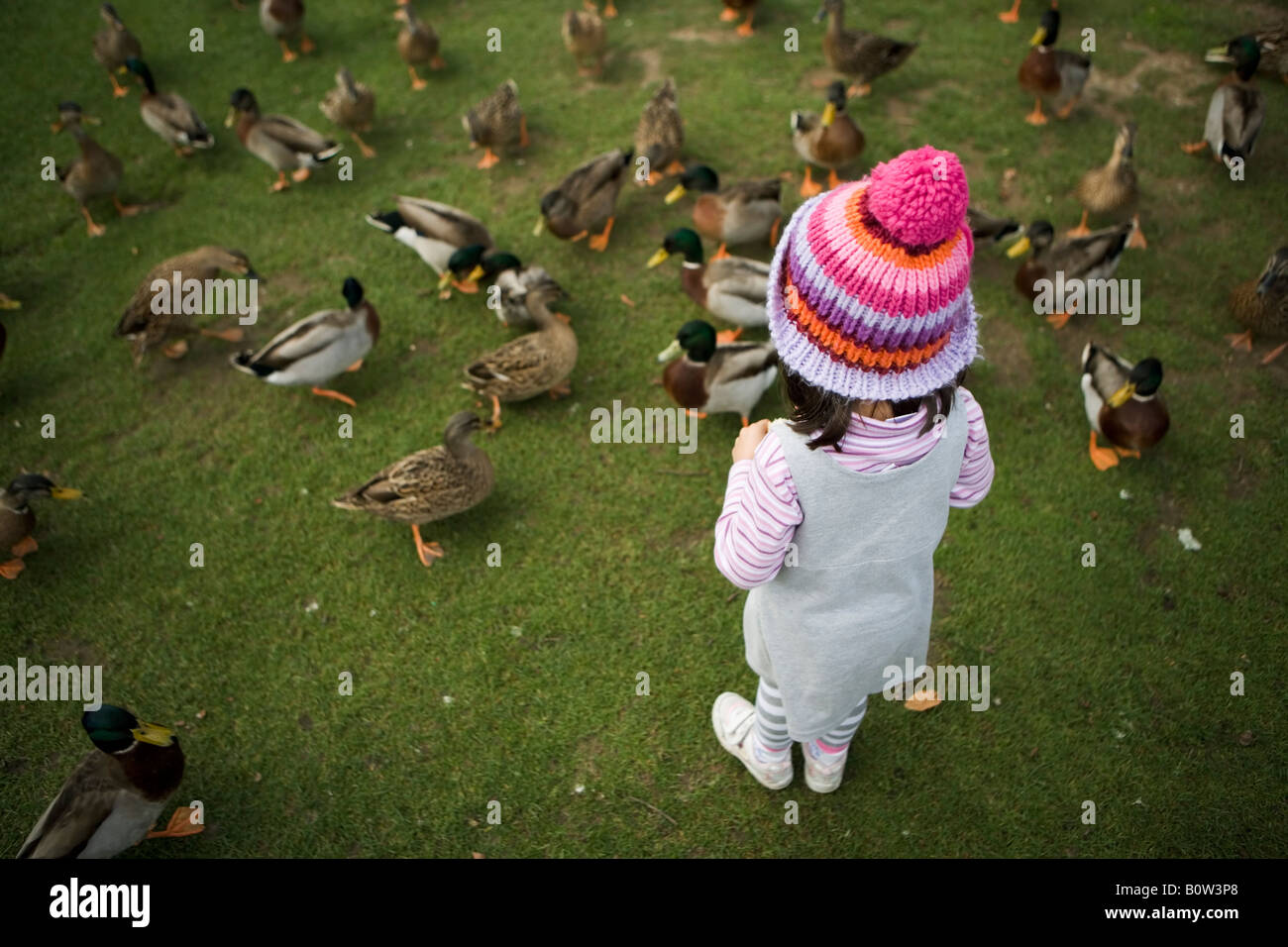 Girl amongst the ducks with woollen bobble hat Stock Photo