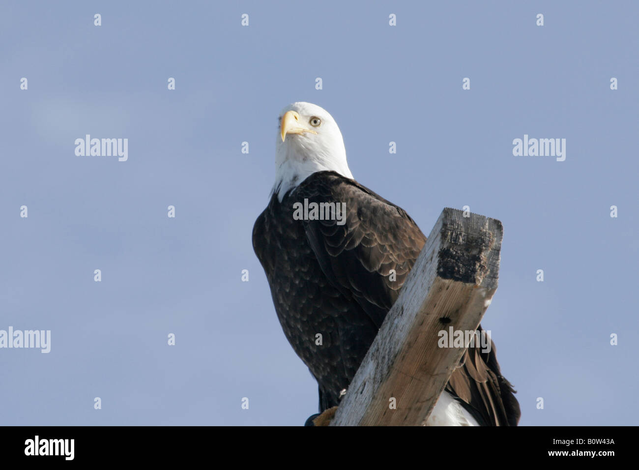 Bald Eagle Haliaeetus leucocephalus, perched on a pole Stock Photo