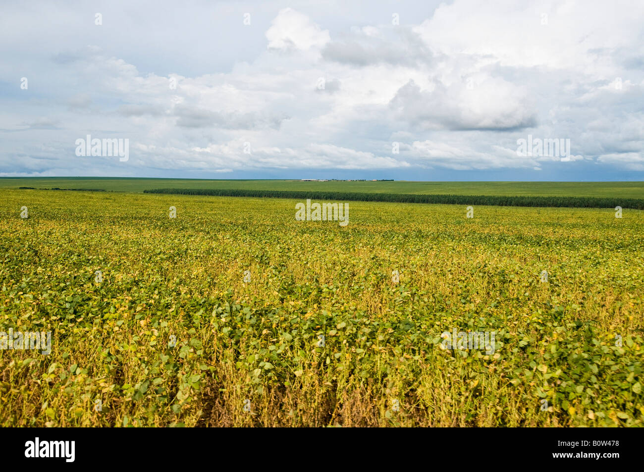 Soy bean plantation at Fartura Farm Mato Grosso state Brazil Brazil is
