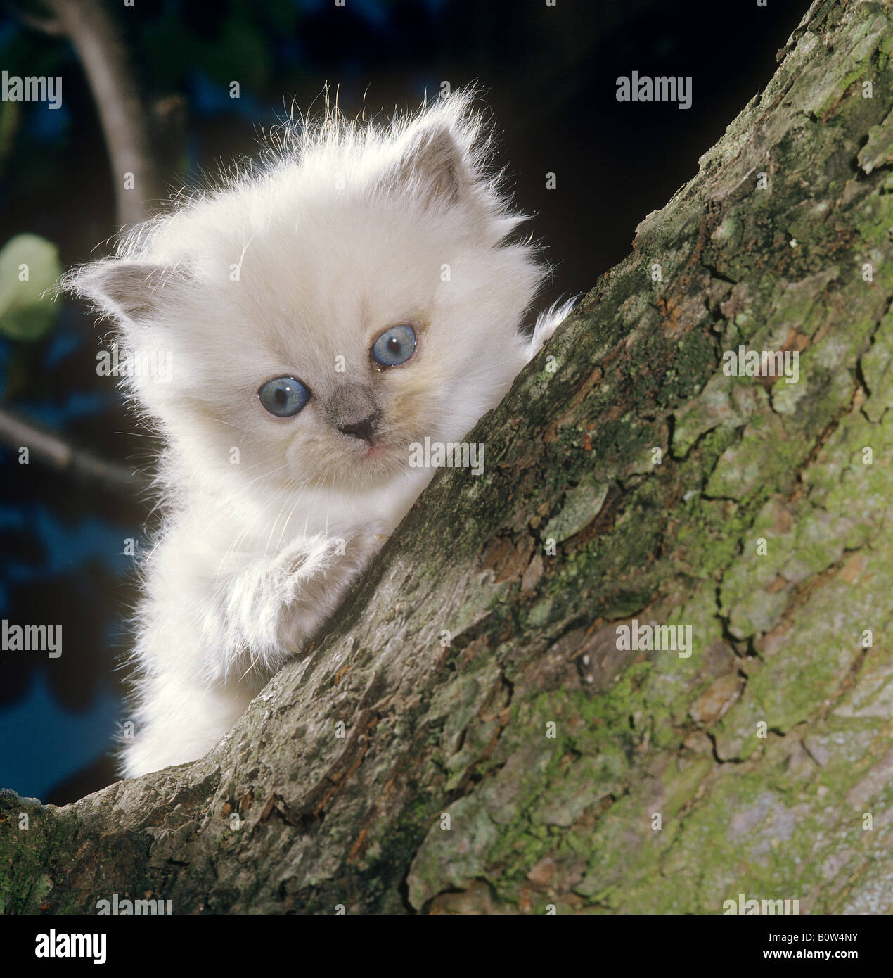 Colourpoint hi-res stock photography and images - Alamy