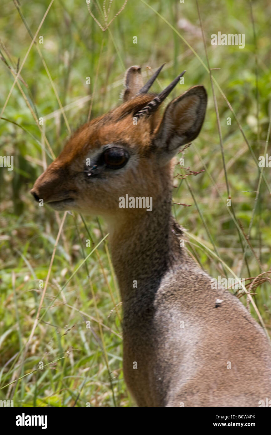 Neotragus hires stock photography and images Alamy