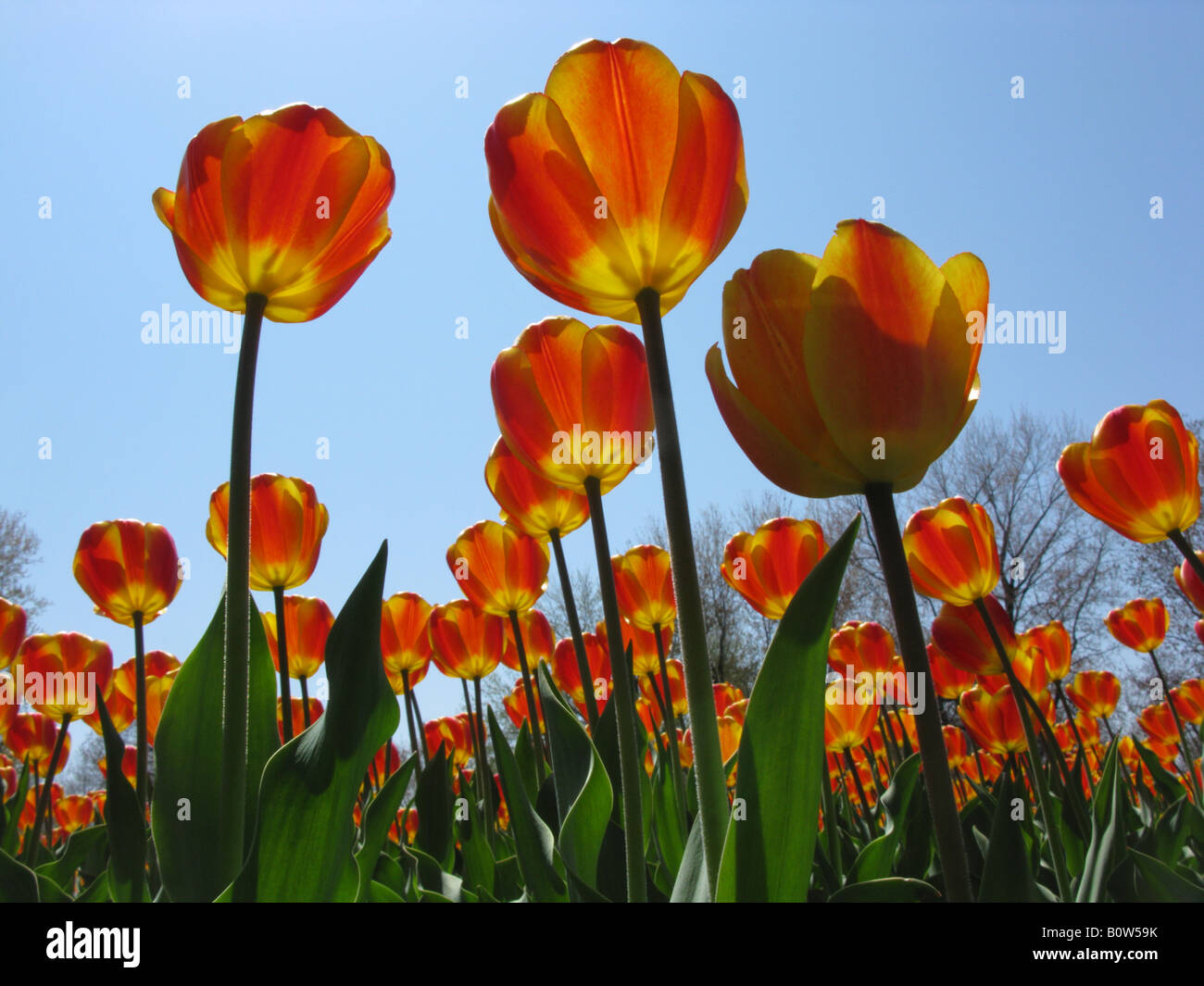 Bright Orange Tulips Stock Photo